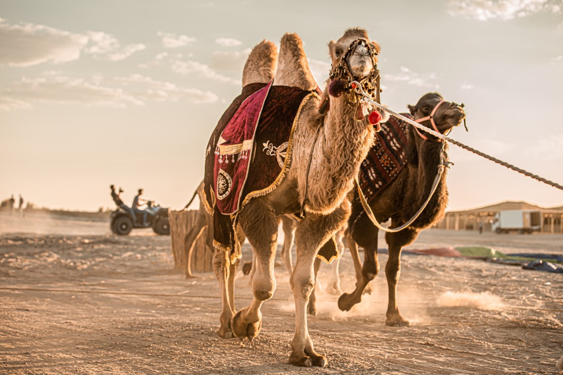 Desert excursions in Uzbekistan